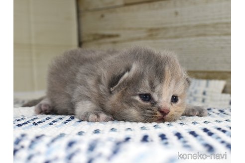 成約済の愛知県のサイベリアン-89109の1枚目